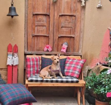 Perrito sentado en una banca con cojines de cuadros
